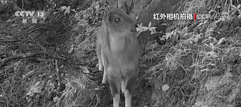 哈巴雪山監(jiān)測到多種珍稀保護(hù)動(dòng)物 生物多樣性保護(hù)成效明顯(圖1)
