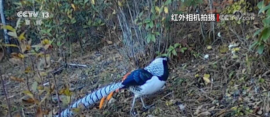 哈巴雪山監(jiān)測到多種珍稀保護(hù)動(dòng)物 生物多樣性保護(hù)成效明顯(圖3)