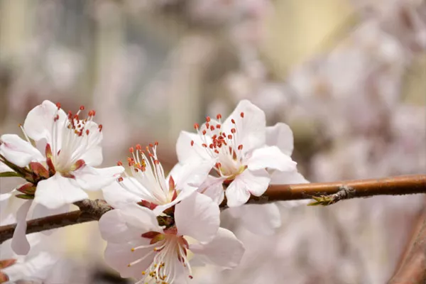 武大櫻花節(jié)時(shí)間2019（門票預(yù)約&#43;游玩路線）(圖2)