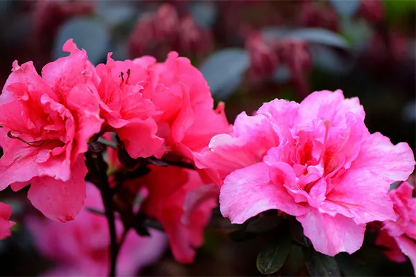 云霧山杜鵑花開放時(shí)間(門票&#43;在哪)(圖4)