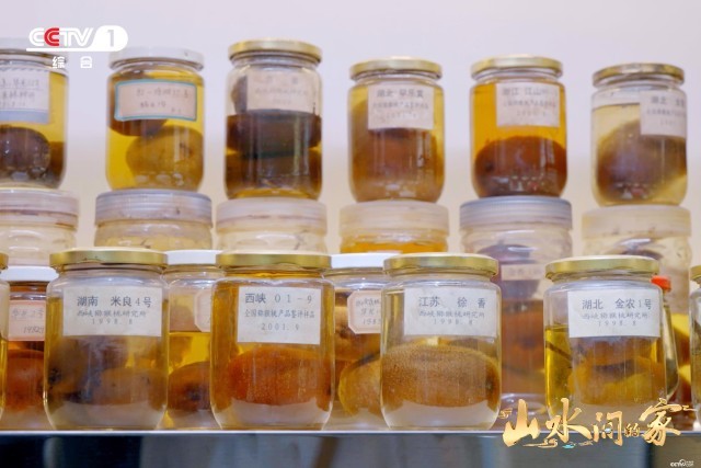 《山水間的家》：千年家風(fēng)助鄉(xiāng)村振興，“老家真好”悟濃濃鄉(xiāng)愁(圖7)