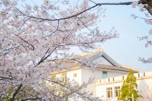 2024武大櫻花什么時(shí)候開