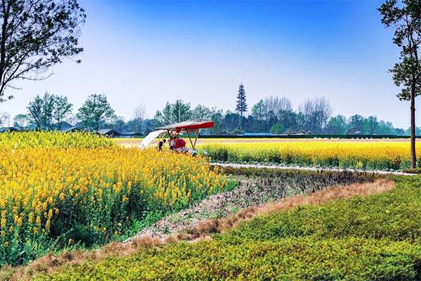 天府農(nóng)業(yè)博覽園油菜花最佳觀賞時(shí)間2024