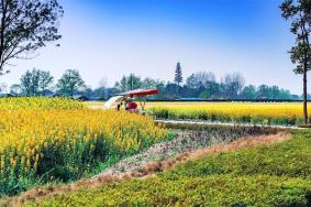 天府農(nóng)業(yè)博覽園油菜花最佳觀賞時(shí)間2024