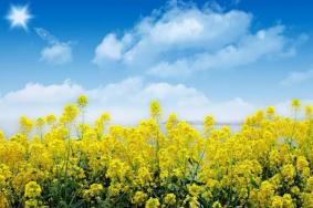 廈門(mén)哪里油菜花最好看