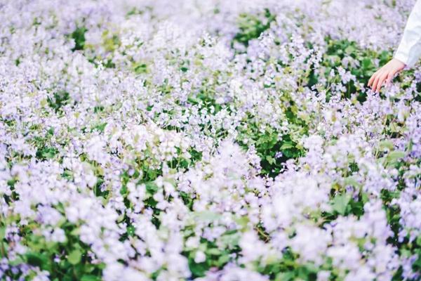 2024年武漢花博匯春季有哪些花看？附花期時間