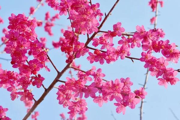 2024年武漢花博匯春季有哪些花看？附花期時間
