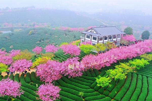 永福櫻花園門票多少錢2024 永福櫻花園門票多少錢2024