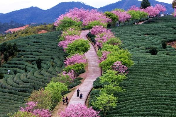 永福櫻花園門票多少錢2024 永福櫻花園門票多少錢2024