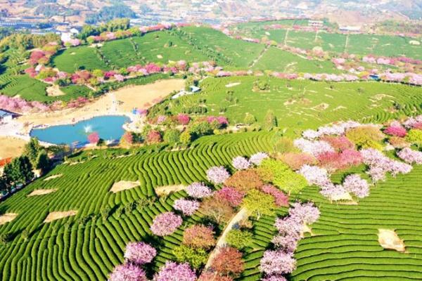 永福櫻花園門票多少錢2024 永福櫻花園門票多少錢2024