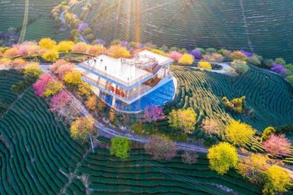 永福櫻花園2024開花期 永福櫻花園2024開花期