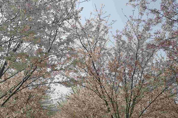 長(zhǎng)沙櫻花什么時(shí)候開放 長(zhǎng)沙賞櫻花的地方2024