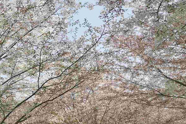 長(zhǎng)沙櫻花什么時(shí)候開放 長(zhǎng)沙賞櫻花的地方2024