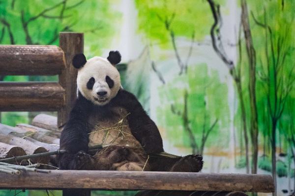 2024鳳凰中華大熊貓苑營業(yè)時間
