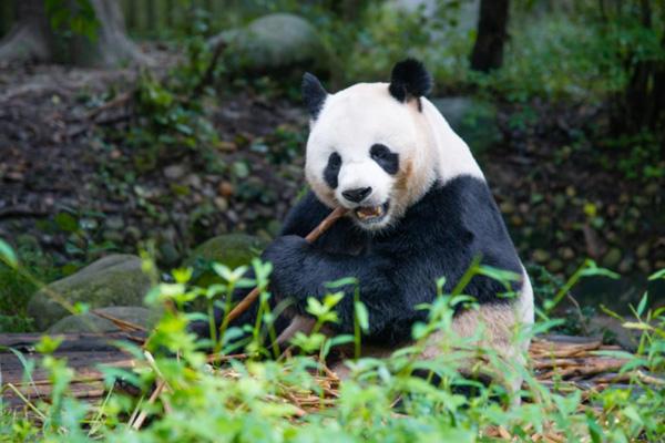 2024鳳凰中華大熊貓苑營業(yè)時間