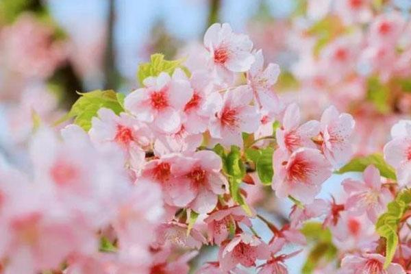 上海顧村公園櫻花什么時候開 上海顧村公園櫻花什么時候開