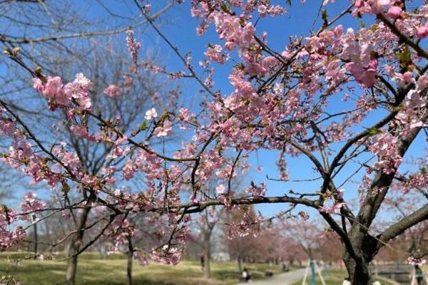 上海顧村公園櫻花什么時候開 上海顧村公園櫻花什么時候開