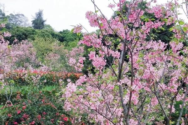 廈門賞櫻花的地方有哪些 廈門賞櫻花的地方有哪些