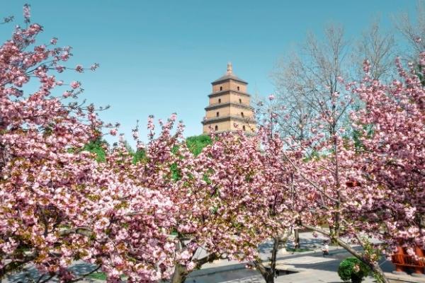 春天西安哪里適合看花 春天西安哪里適合看花