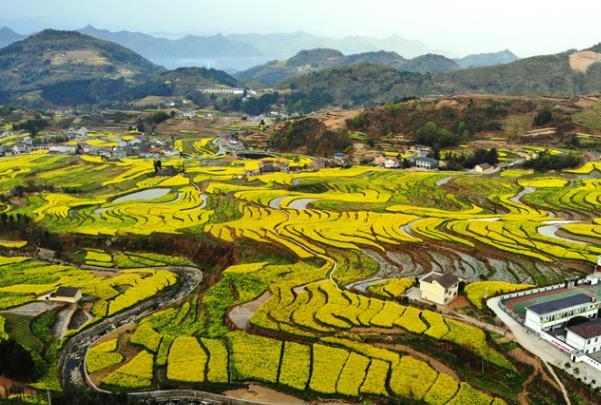 西安看油菜花的地方都有哪些 西安看油菜花的地方都有哪些
