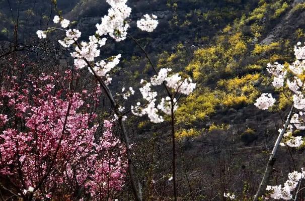 淄博齊山櫻花開放時(shí)間 淄博齊山櫻花開放時(shí)間