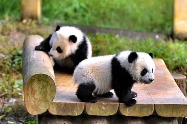 重慶三月份適合去哪里旅游 重慶三月份適合去哪里旅游