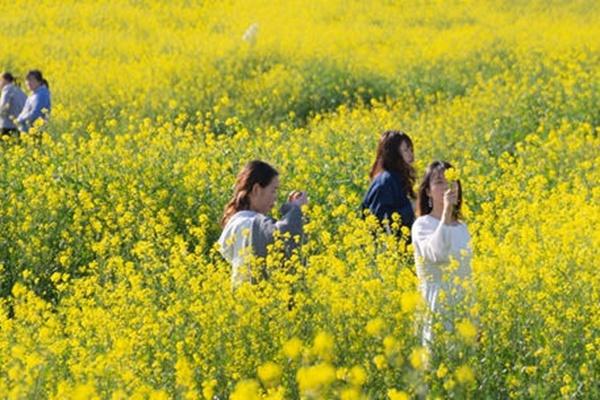 洋湖濕地公園油菜花怎么去 什么時候開花 洋湖濕地公園油菜花怎么去 什么時候開花