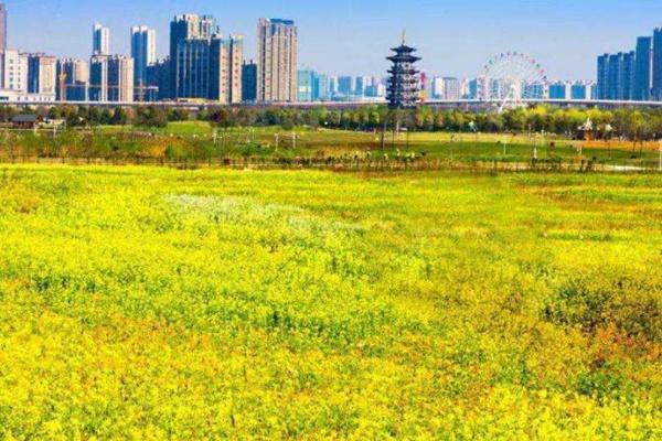 洋湖濕地公園油菜花怎么去 什么時候開花 洋湖濕地公園油菜花怎么去 什么時候開花