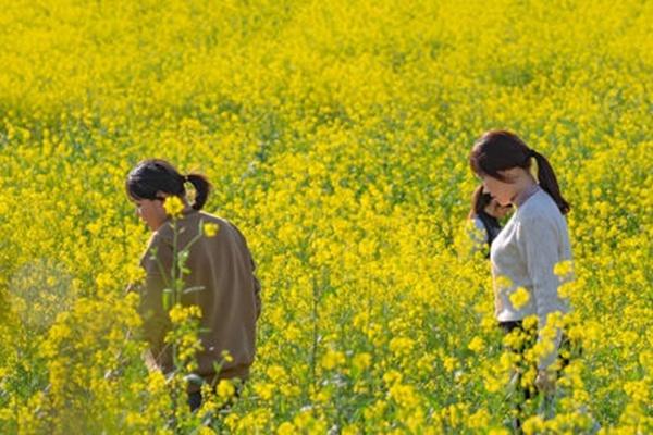 洋湖濕地公園油菜花怎么去 什么時候開花 洋湖濕地公園油菜花怎么去 什么時候開花