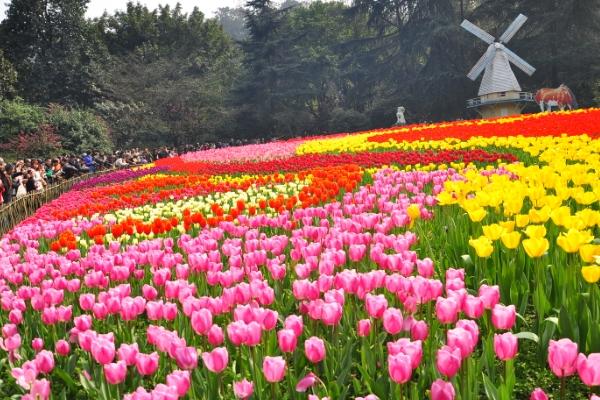 重慶免費(fèi)賞花景點(diǎn)有哪些 重慶免費(fèi)賞花景點(diǎn)有哪些