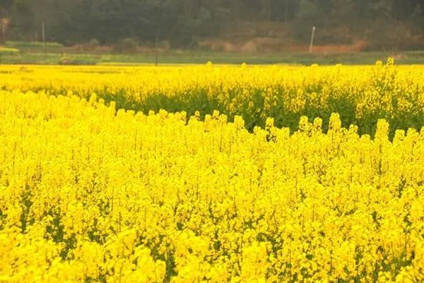 麻浩河濕地公園油菜花什么時(shí)候開(kāi)2024