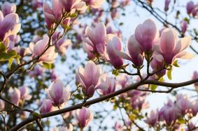 許昌春季賞花景點(diǎn)有哪些