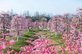 問(wèn)花村門(mén)票價(jià)格2024年