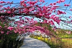 石門(mén)美櫻花海最佳觀賞時(shí)間