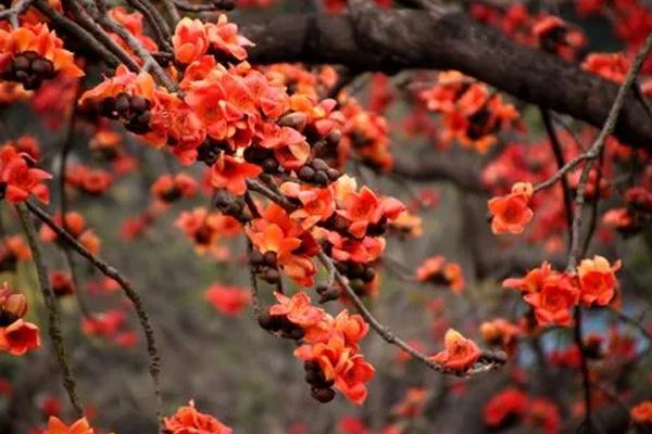 深圳哪里看木棉花 深圳哪里看木棉花