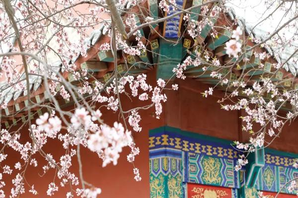 2024天津運河桃花節(jié)在哪里舉行