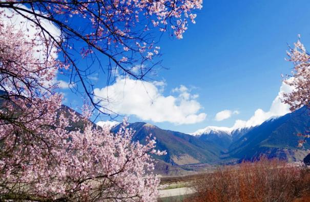 林芝桃花節(jié)2024年開幕時間