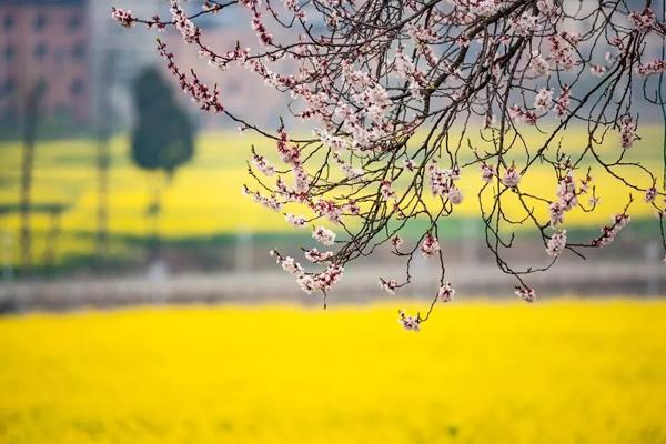 貴陽油菜花去哪看 貴陽油菜花去哪看