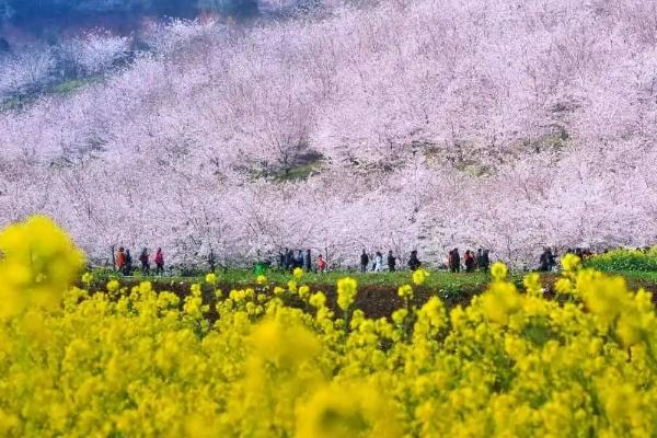 2024平壩櫻花園門票是多少 平壩櫻花園交通 2024平壩櫻花園門票是多少 平壩櫻花園交通