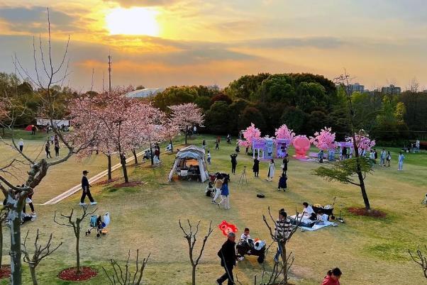 2024上海賞櫻花哪里最好 附最佳觀賞時(shí)間介紹及地點(diǎn)推薦