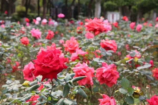肇慶看花哪里好 肇慶看花哪里好