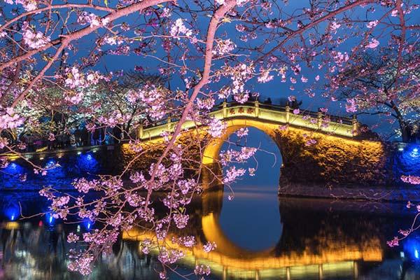 2024無錫黿頭渚賞櫻花攻略 附最佳時間及賞櫻路線 2024無錫黿頭渚賞櫻花攻略 附最佳時間及賞櫻路線