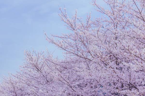 2024無錫黿頭渚賞櫻花攻略 附最佳時間及賞櫻路線 2024無錫黿頭渚賞櫻花攻略 附最佳時間及賞櫻路線
