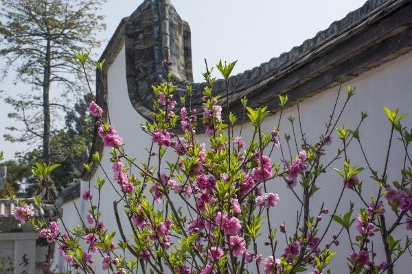 福州烏山賞花地點有哪些 福州烏山賞花地點有哪些