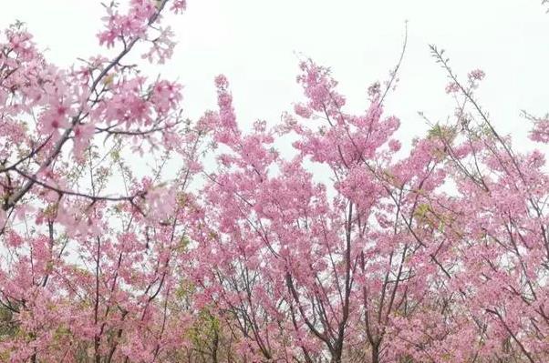 廣西春天開什么花 賞花地點(diǎn)推薦