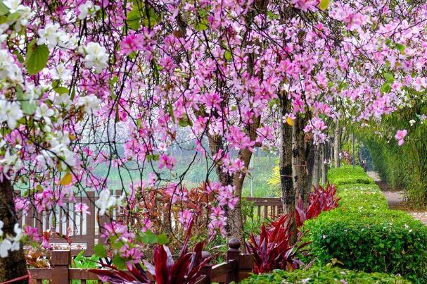 廣西春天開什么花 賞花地點(diǎn)推薦