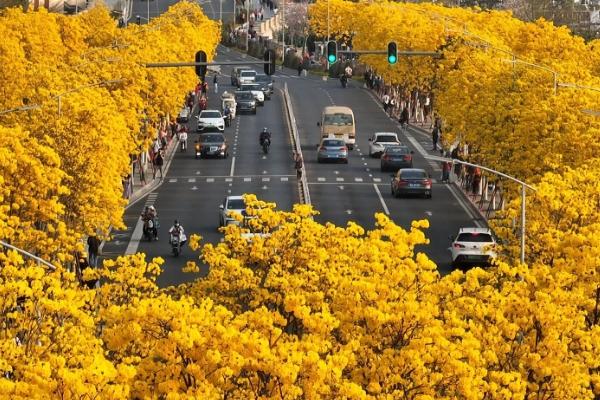 廣西春天開什么花 賞花地點(diǎn)推薦
