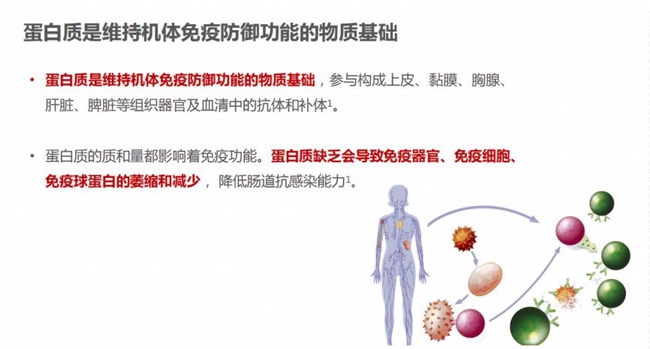 選購蛋白粉不再迷茫：蛋白粉哪個牌子好，一文告訴你補充蛋白質(zhì)提高免疫力吃什么