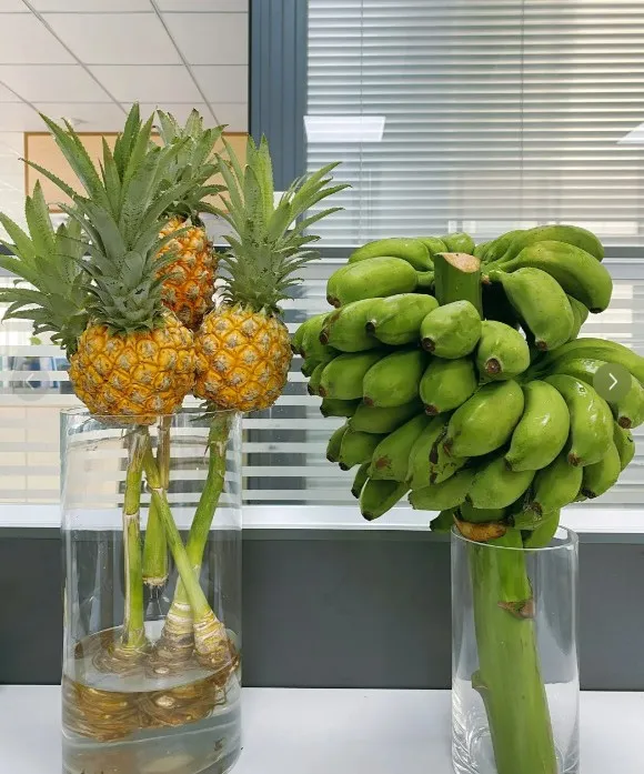 小鵬P7i鵬翼版發布：外觀升級內飾豐富，性能與價格雙重優勢！